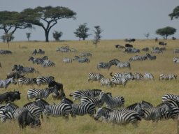 Western_Corridor_(Kirawira)2003-062